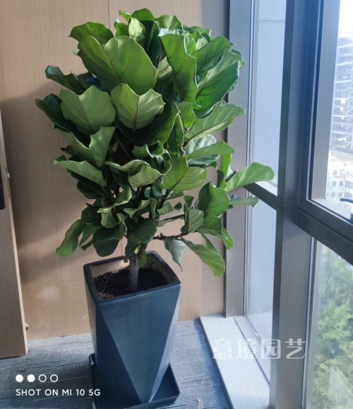 琴叶榕