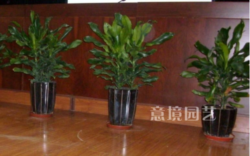 租赁案例