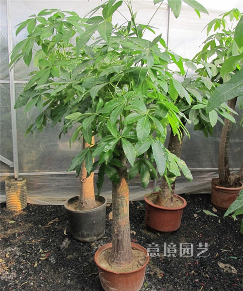单枝发财树