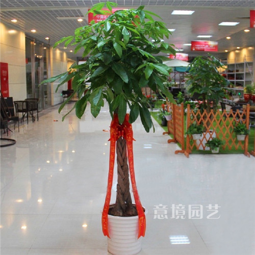 五辫发财树