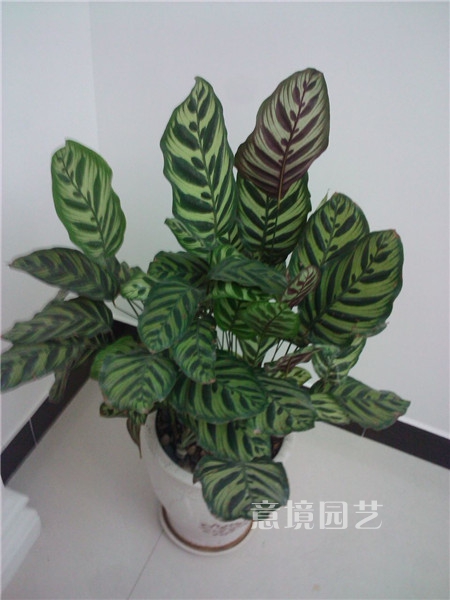 孔雀竹芋