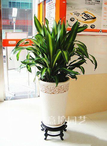 三株金心铁
