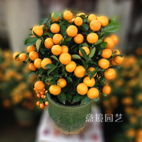 小朱砂桔