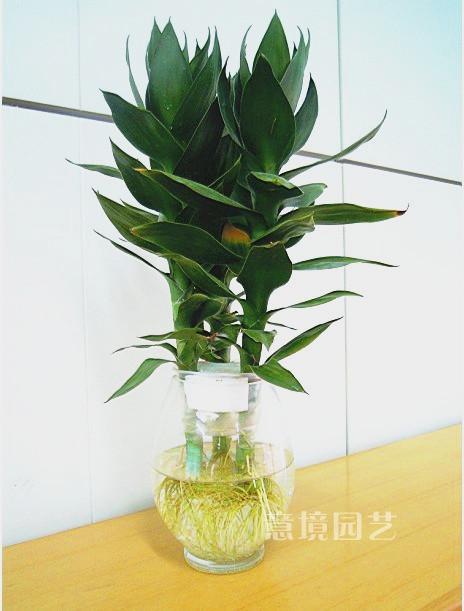 观音竹