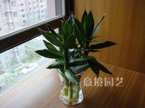观音竹