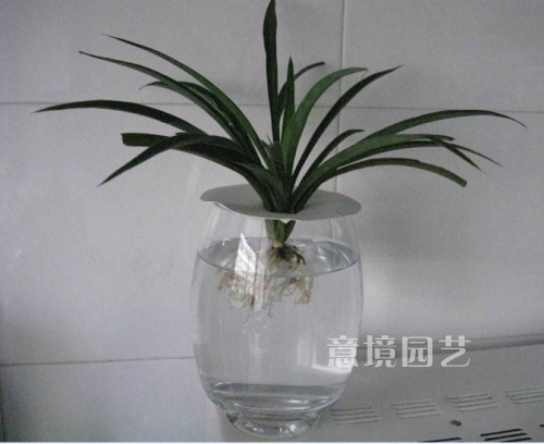 水养吊兰