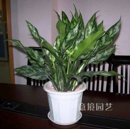 黑美人