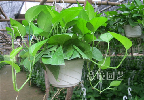 绿萝吊兰