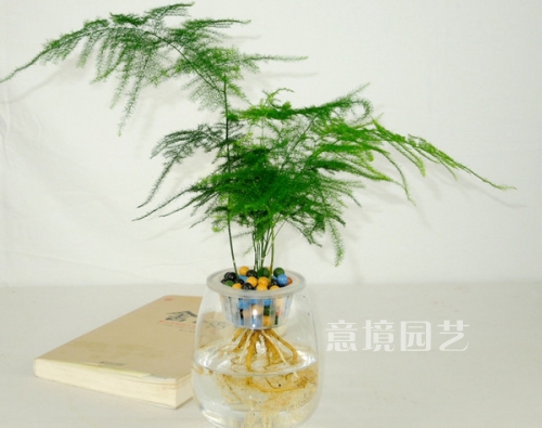 文竹