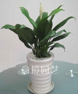 白掌