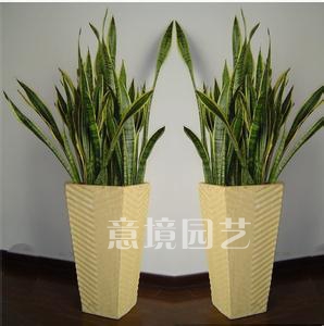 虎尾兰