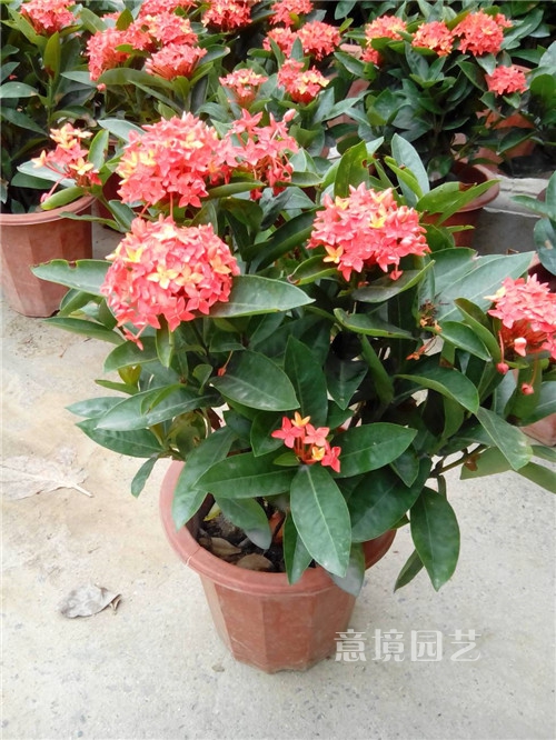 龙船花