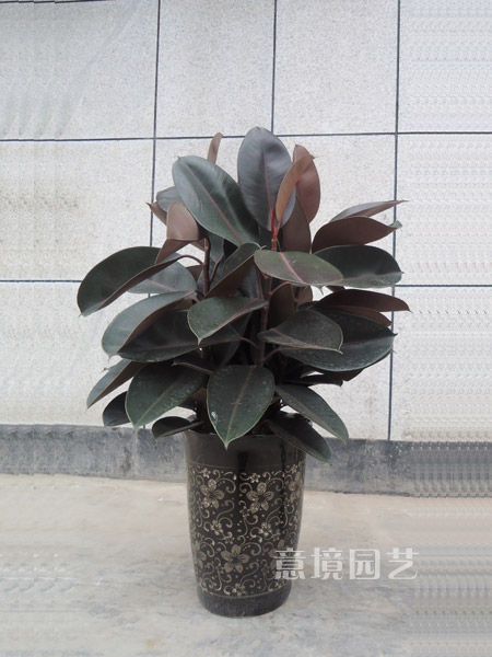 橡皮树